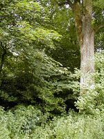 ash tree