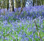 bluebells