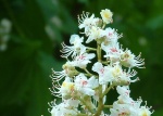 blossom