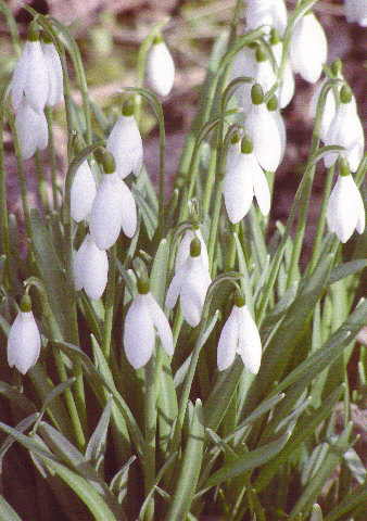 snowdrops